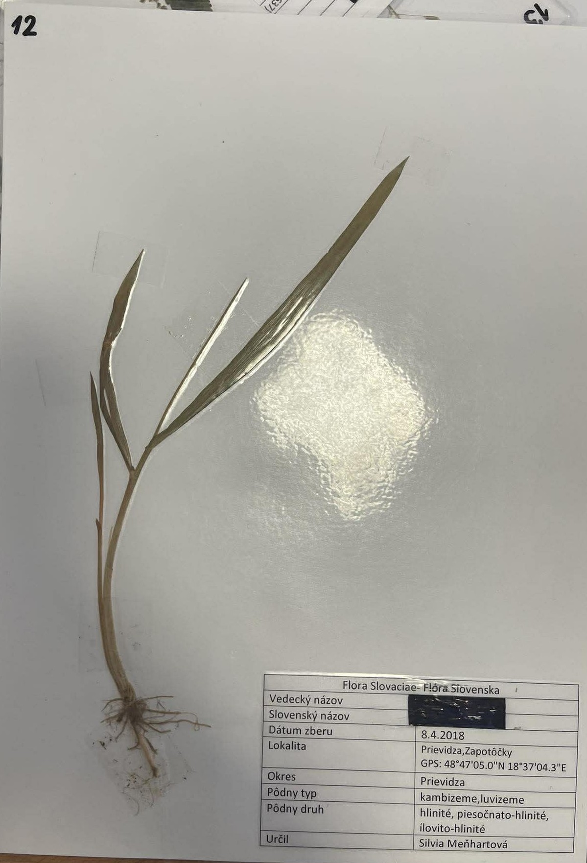 Rastlina Elymus repens